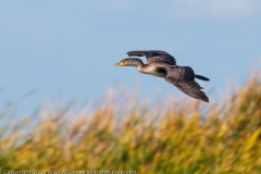 Double-crested_Cormorant_Juvenile_Port_Aransas_Texas
