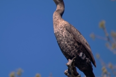 Double-crested_Cormorant_McKinney_Falls_State_Park_Texas