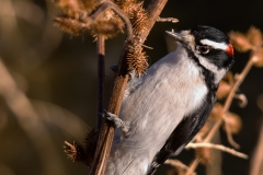 Downy_Woodpecker_Bosque_Del_Apache_NWR_New_Mexico