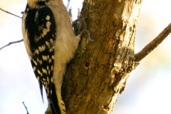 Downy_Woodpecker_Georgetown_Texas