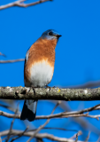 Eastern Bluebird