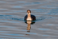 Eared_Grebe_Frontal_Port_Aranansas_Texas