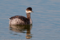 Eared_Grebe_Profile_Port_Aranansas_Texas