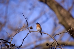 Eastern_Bluebird_-_Hornsby_Bend_Austin_Texas