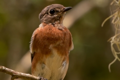 Eastern_Bluebird_Brazos_Bend_State_Park