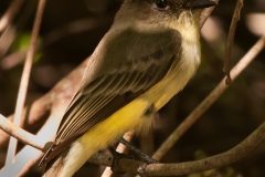 Eastern_Phoebe_Mustang_Island_Texas