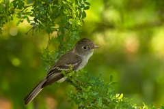 Eastern_Phoebe_South_Padre_Island_Texas