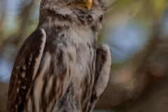 Ferruginous_Pygmy_Owl_King_Ranch_Texas