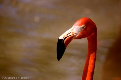 Flamingo_Head_Homosassa_Springs_Florida