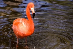 Flamingo_Wet_Homosassa_Springs_Florida