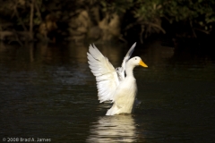 Flapping_the_Wings_Local_Pond_Austin_Texas