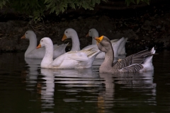 Geese_Local_Pond_Austin_Texas