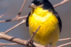 Gold_Finch_Backyard_Austin