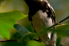 Golden-cheeked_Warbler