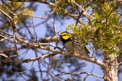 Golden-cheeked_Warbler_St._Edwards_Park_Austin_Texas