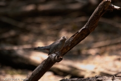 Gray_Catbird_Port_Aransas_Texas