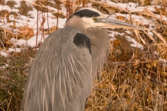 Great_Blue_Heron_Bosque_Del_Apache_NWR_New_Mexico