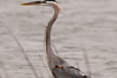 Great_Blue_Heron_Breeding_Plumage_Fishing_Rockport_Texas