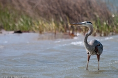 Great_Blue_Heron_Breeding_Plumage_Standing_Rockport_Texas