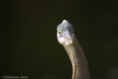 Great_Blue_Heron_Head_Brazos_Bend_State_Park_Texas