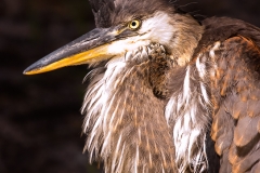 Great_Blue_Heron_Juvenile_Homosassa_Springs_Florida