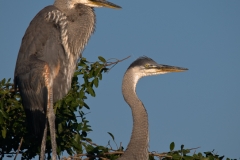 Great_Blue_Heron_Juveniles_Homosassa_Springs_Florida