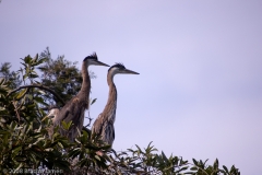 Great_Blue_Heron_Juveniles_in_nest_Homosassa_Springs_Florida