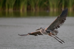 Great_Blue_Heron_On_the_Wing_Port_Aransas_Texas
