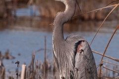 Great_Blue_Heron_Out_of_the_Wind