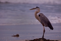 Great_Blue_Heron_Padre_Island_National_Seashore