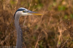 Great_Blue_Heron_San_Bernard_NWR_Texas