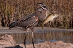 Great_Blue_Heron_Standing_With_Catch_Rockport_Texas