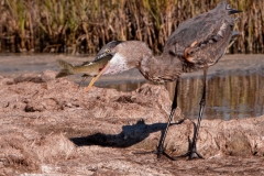 Great_Blue_Heron_Swallowing_Catch_Rockport_Texas