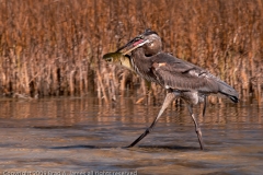 Great_Blue_Heron_Walking_With_Catch_Rockport_Texas