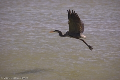 Great_Blue_Heron_on_the_wing_Rockport_Texas