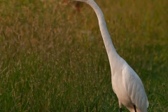 Great_Egret_Bend_State_Park