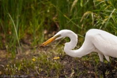 Great_Egret_Eating_a_Small_Crab_Aransas_National_Wildlife_Refuge_Texas