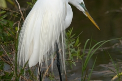 Great_Egret_Everglades_National_Park