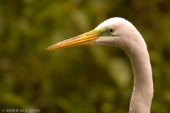 Great_Egret_Head_Everglades_National_Park