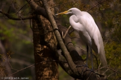 Great_Egret_Homosassa_Springs_Florid