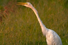 Great_Egret_Sounding_an_Alarm_Bend_State_Park