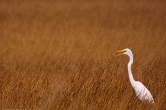 Great_Egret_in_grass_Rockport_Texas