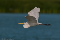 Great_Egret_on_the_WIng_Port_Aransas_Texas