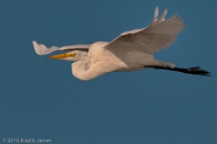 Great_Egret_on_the_Wing_Mustang_Island_Texas