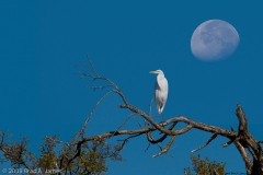 Great_Egret_with_Moon_Austin_Texas