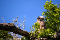 Great_Horned_Owl