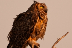 Great_Horned_Owl_Early_Morning_King_Ranch_Texas