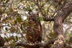 Great_Horned_Owl_Refusing_to_Allow_Photographer_a_Clear_Shot_King_Ranch_Texas