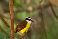 Great_Kiskadee_Bentsen-_Rio_Grande_State_Park_Texas