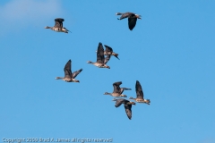 Greater_White-fronted_Geese_Port_Aranasas_Texas